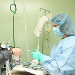 Veterinary Surgery - Springfield, MO
