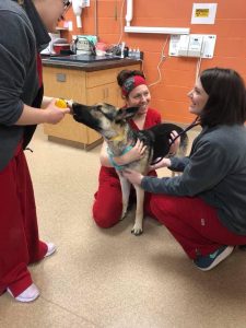 Pet Health and Wellness Care - Springfield, MO
