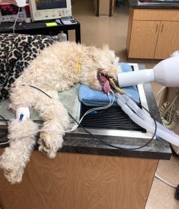 Veterinary Dentistry - Canine Receiving X-ray