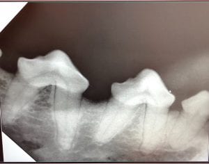 Veterinary Dentistry - X-ray, Digital Radiography