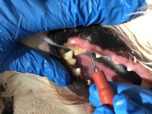 Veterinary Dentistry - Close-Up of Canine's Mouth
