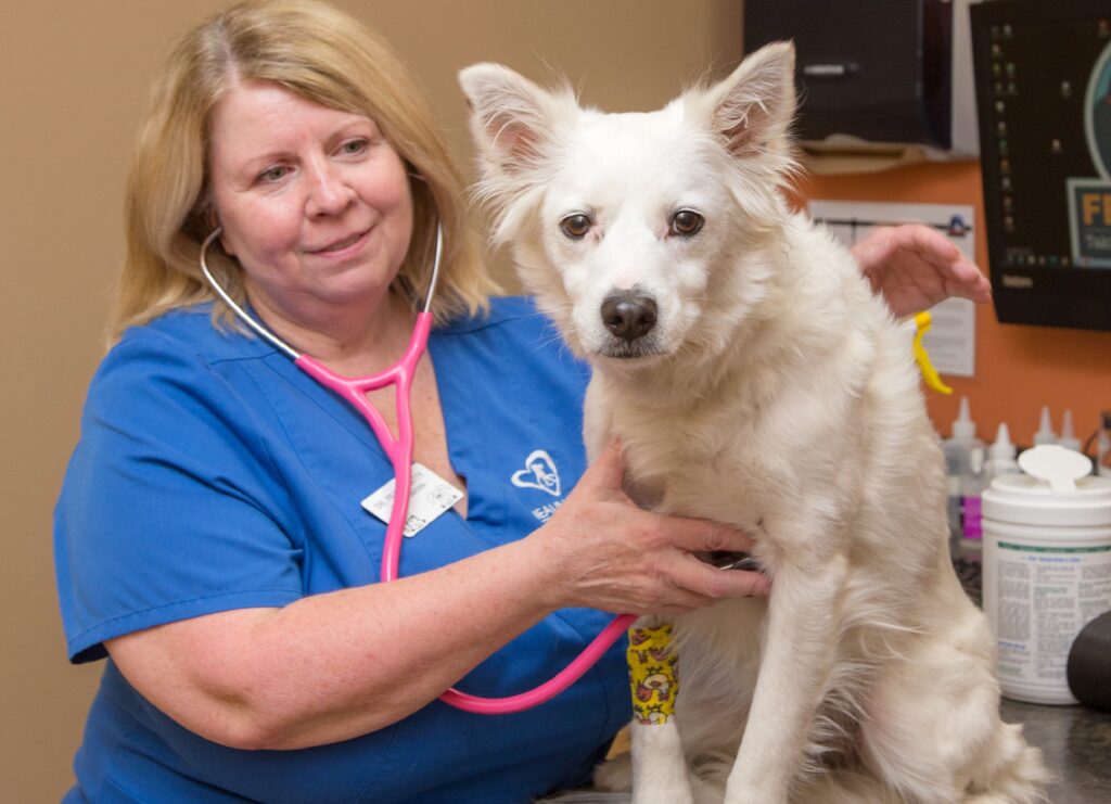 Welcome to Healing Paws Veterinary Clinic in Springfield, MO
